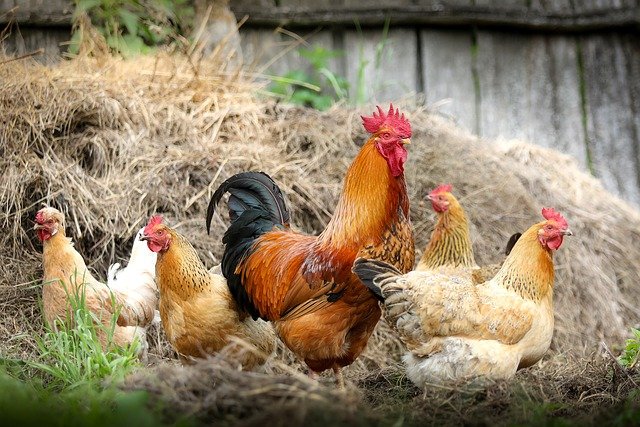 medicine for chickens