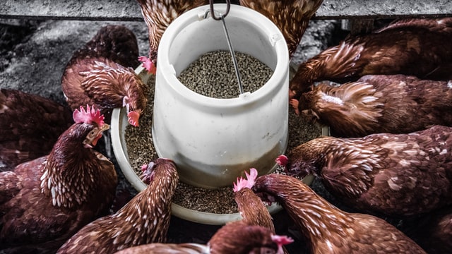 chicken eating animal feed with butyric acids