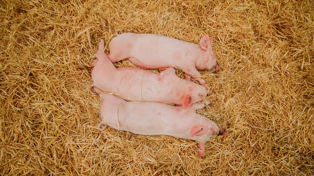 three pigs sleeping on feed