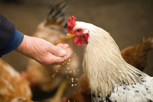 hand feeding a chicken