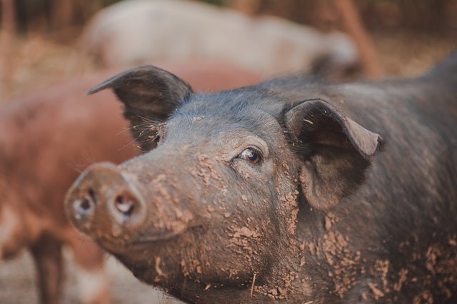 image of a pig at a pig farm