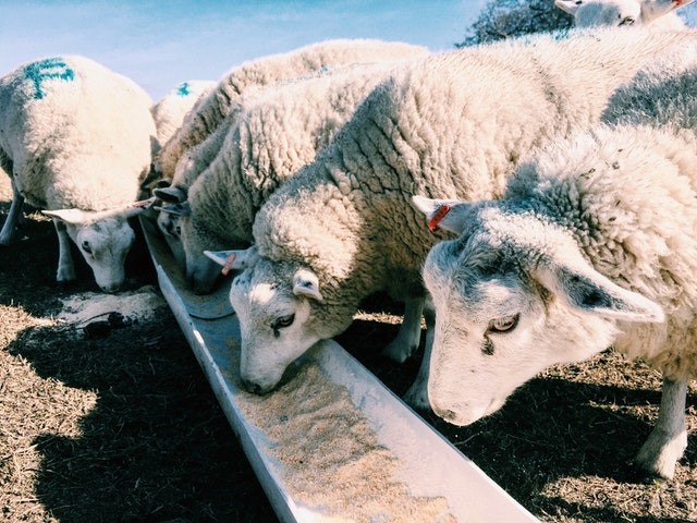 sheep eating animal feed with feed additives