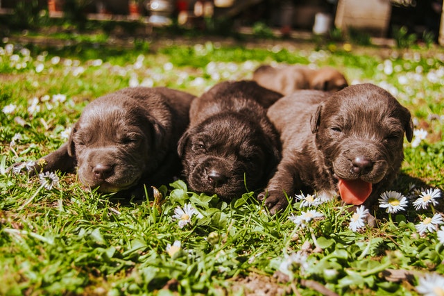 image of puppies